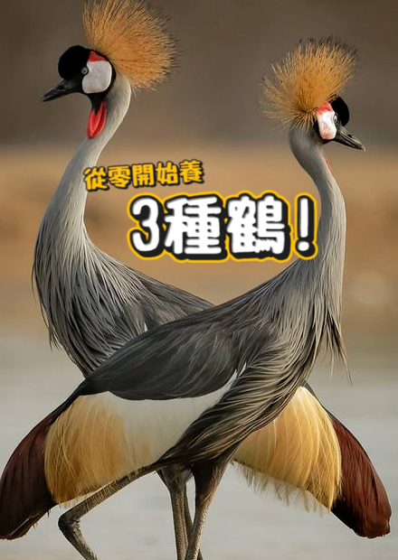 【從零開始養】3種鶴!體型最大最小跟最美的鶴?單腳站立原因?具攻擊性!叫聲超大聲!【許伯簡芝】