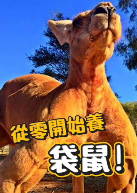 【從零開始養】一次介紹兩種常見袋鼠!叫聲像僵屍?!會把狗淹進水裡?肚子裡一次可以養兩隻北鼻?越老肌肉越大越強壯?!【許伯簡芝】