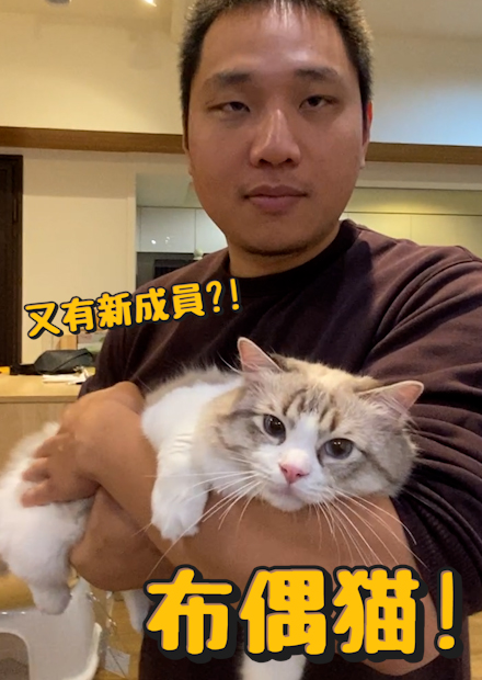 又有新成員?養不下啦!!主人希望送我們2隻貓?!超親人的布偶!躺在許伯身上2小時!【許伯簡芝】【新成員】