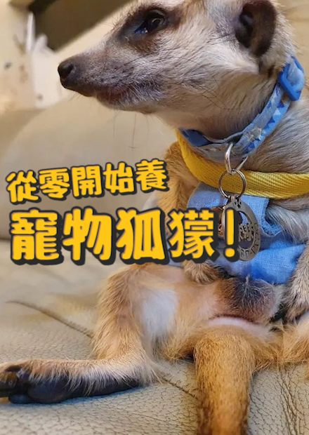 【從零開始養】寵物狐獴?會在家亂做記號?吃飯像打籃球?日常行為跟不良少年一樣?【許伯簡芝】