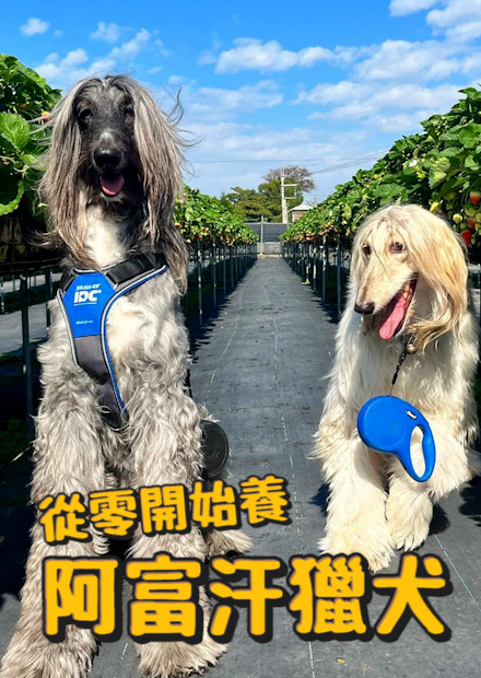 【從零開始養】阿富汗獵犬!長得像拖把?吃東西要戴頭巾? 隨便遛狗都像在拍廣告?【許伯簡芝】