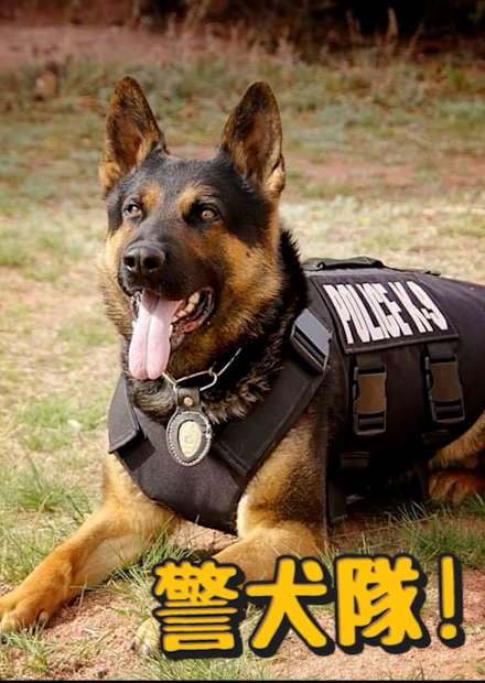 警犬!台灣跟國外警犬隊差別?咬捕訓練超帥!退休警犬可以領養?台中市政府警犬隊K9-Police dog【許伯簡芝】