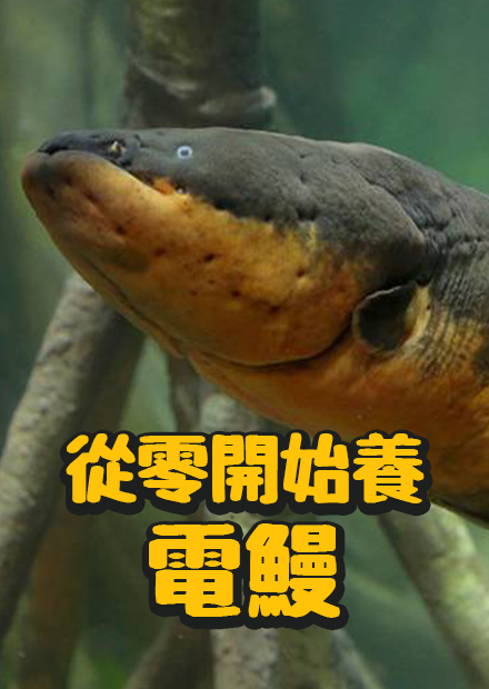 【從零開始養】電鰻!電力高達800瓦! 可以電死一隻凱門鱷!身體構造像電池?電池的靈感來自電鰻!