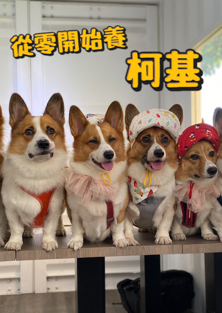 【從零開始養】柯基!一次養6隻柯基的崩潰體驗?英國女王為何養30隻!屁股最誘人的狗?柯基的不治之症?【許伯簡芝】
