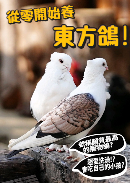 【從零開始養】東方鴿!號稱顏質最高的寵物鴿?超愛洗澡!?會吃自己的小孩??【許伯簡芝】