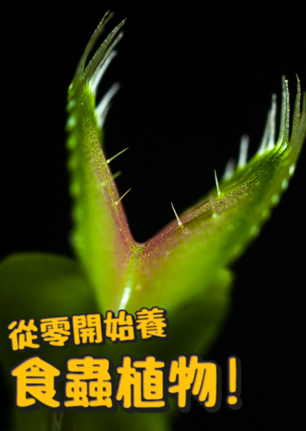 【從零開始養】食蟲植物(上)!總共有四種類型?可以吃掉老鼠?捕蠅草?夾到人的手會怎樣?【許伯簡芝】