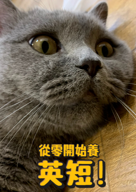 【從零開始養】英國短毛貓!小火車是不是英短?英短為何叫做英短?聽說最難洗澡?【許伯簡芝】