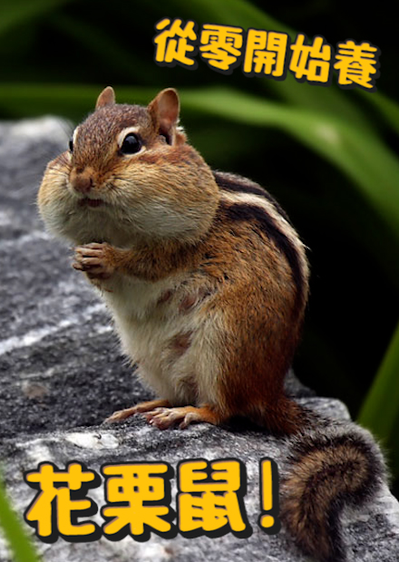 【從零開始養】花栗鼠!不好飼養!攻擊性超強?和松鼠的差別?出門帶兩個購物袋?小窩藏超多東西!【許伯簡芝】Chipmunk