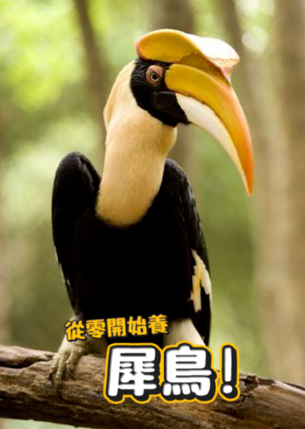 【從零開始養】犀鳥!跟巨嘴鳥的差別?頭上像香蕉的是什麼?跳的時候超可愛!【許伯簡芝】