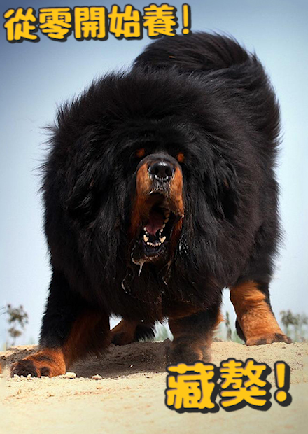 【從零開始養】藏獒篇！世上最凶猛的狗之一！今天卻遇到特別溫馴的？Tibetan Mastiff