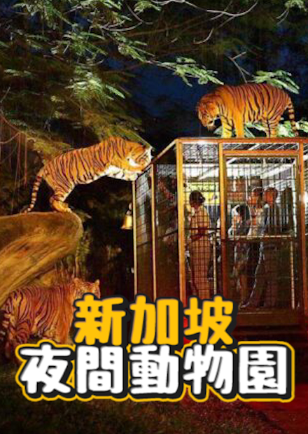 新加坡夜間野生動物園!約900隻動物居然有41%是瀕危物種!能好好看到夜行性生物的真實狀態的動物園!