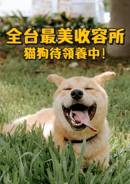 【全台最美收容所】貓狗領養中!貓狗都有獨立房間!領養狗狗流程!今天會遇到有緣動物嗎?【許伯簡芝】