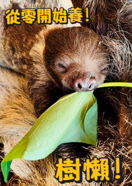 【從零開始養】樹懶!走路速度居然沒有想像中的慢!打架超兇!鐮刀手速度超快!【許伯簡芝】