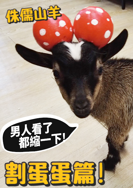 侏儒山羊割蛋蛋篇!!