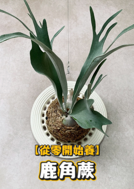 【從零開始養】鹿角蕨(上)!600萬的鹿角蕨!價格為什麼如此驚人?小型鹿角蕨都可以買跑車!?【許伯簡芝】