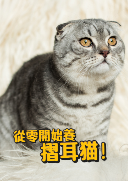 【從零開始養】摺耳貓!摺耳貓為何會摺耳?三個飼主飼養分享!摺耳貓有嚴重基因缺陷?【許伯簡芝】