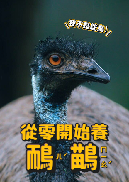 【從零開始養】鴯鶓!跟鴕鳥的差別?!超親人!會躺在飼育員身上睡著?蛋的顏色超夢幻!【許伯簡芝】