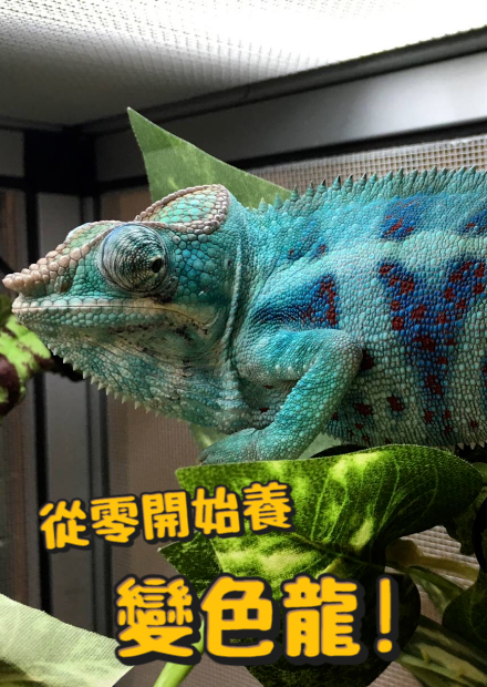  【從零開始養】七彩變色龍!變色龍攻擊方式像鱷魚般無預警甩頭攻擊?【許伯簡芝】