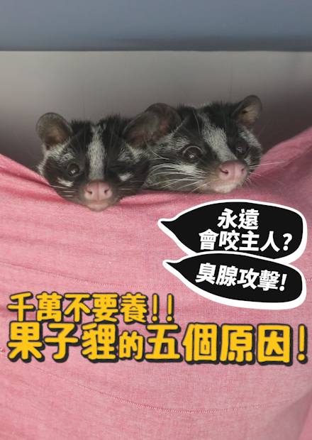 【養果子貍多崩潰!?】白鼻心!五個崩潰點!?天天咬人?會像蜘蛛人倒掛!佔據天花板!