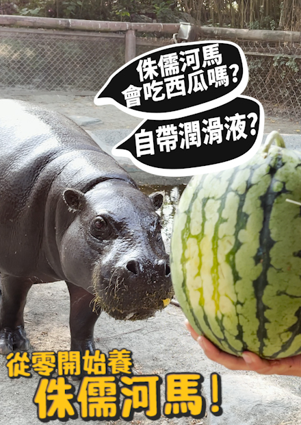 【從零開始養】侏儒河馬!自帶潤滑液的動物?會吃西瓜嗎!?【許伯簡芝】