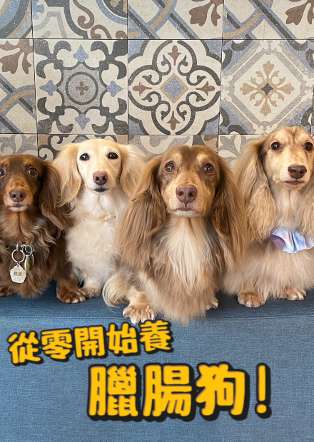 【從零開始養】臘腸狗!臘腸原來也是獵犬?台中最長臘腸對比?臘腸大部分都曾經癱瘓?【許伯簡芝】