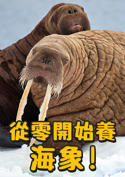 【從零開始養】海象!智商跟海豚差不多?能叫得過來!皮超厚!連北極熊都咬不動?!求偶聲很可愛?跟外表差超多!