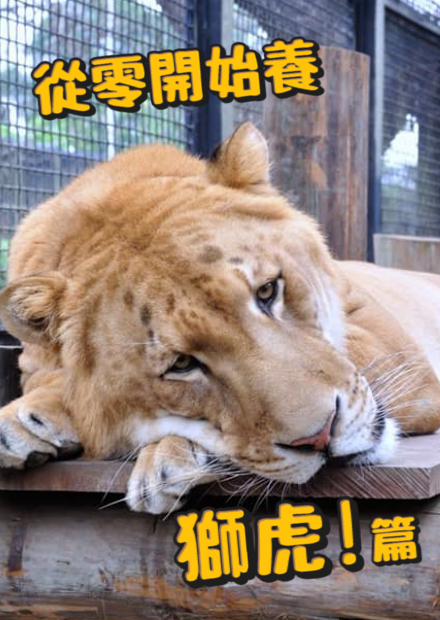 【從零開始養】獅虎阿彪!獅和虎的結晶?有許多缺陷和病變!不會停止生長?比獅或虎都大隻!【許伯簡芝】
