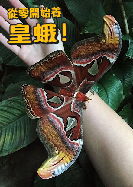  【從零開始養】皇蛾!世界上最巨大的蛾類?為什麼被稱作蛇頭蛾?跟眼鏡蛇有什麼關係?居然可以對抗蝙蝠的超音波?【許伯簡芝】