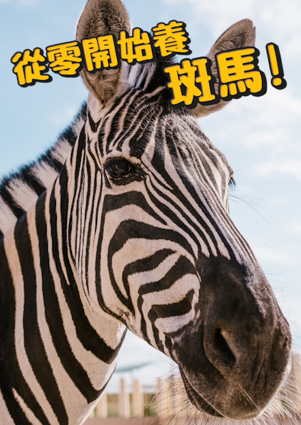 【從零開始養】斑馬!跟驢很像?到底是馬還是驢?!能不能騎斑馬?斑馬騎士!叫聲超萌!