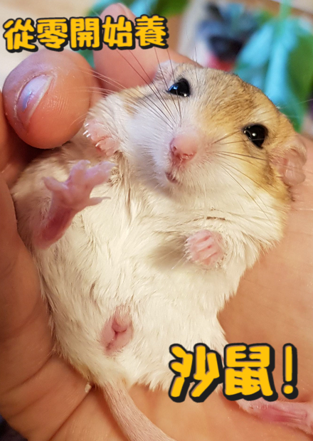 【從零開始養】沙鼠!通心粉鼠!兩種沙鼠飼養完整攻略!等待領養中!【許伯簡芝】