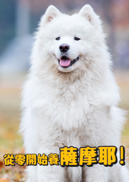 【從零開始養】薩摩耶!微笑天使?破壞力跟惡魔一樣?還能幫忙求婚！？【許伯簡芝】