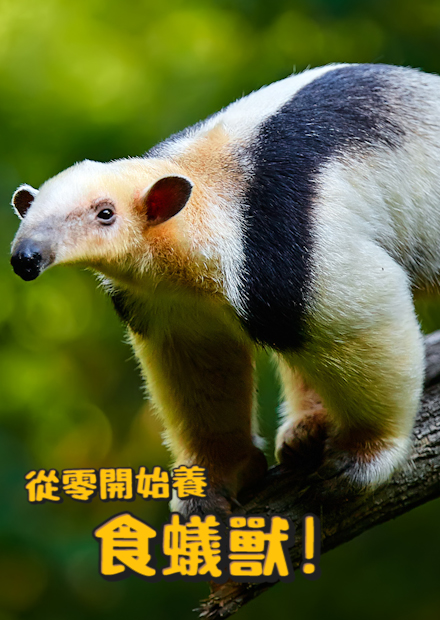 【從零開始養】食蟻獸!吃白蟻麵包蟲的療癒模樣?天生自帶吊嘎?【許伯簡芝】