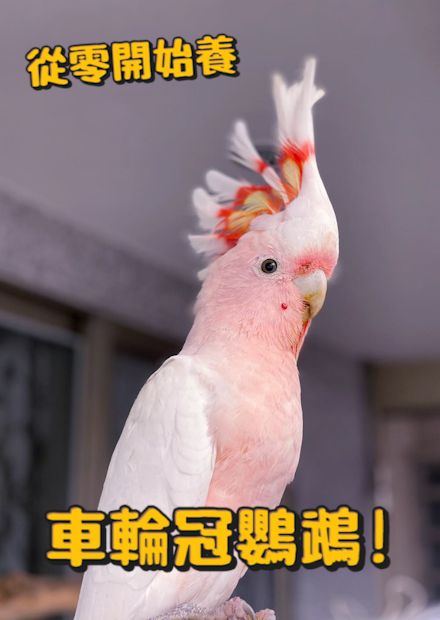  【從零開始養】車輪冠鸚鵡+2種巴丹!超狂飼主每天準備30準食材!價值300萬的鳥!?九九峰動物樂園!【許伯簡芝】