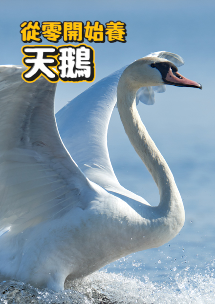  【從零開始養】一次介紹四種天鵝!用叭叭來溝通!忠誠!伴侶離去將守寡?大鵝爆啄許伯!威力如何?【許伯簡芝】