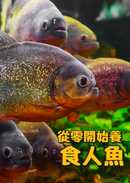【從零開始養】食人魚!食人魚可以吃?科博館工作人員有被咬?!曾經日月潭有食人魚?香港飼養食人魚大亨!【許伯簡芝】