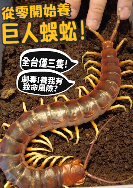 【從零開始養】蜈蚣!劇毒!!養我有致命風險?全台僅有三隻的稀有蜈蚣【許伯簡芝】