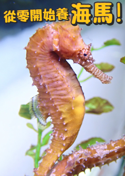 【從零開始養】海馬篇!懷孕由公海馬負責?生孩子居然是用射的!?吃東西時食物會瞬間消失!?【許伯簡芝】Hippocampus