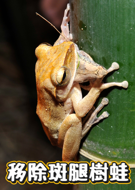 移除斑腿樹蛙!從小會吃台灣蝌蚪!?卵可以飄洋過海!?虎皮蛙叫聲像貓?【許伯簡芝】【從零開始養】