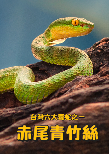 台灣六大毒蛇赤尾青竹絲!青蛇超冤妄!?青竹絲有好幾種顏色?被咬像被鐵釘敲!?農夫與蛇現實版!【許伯簡芝】