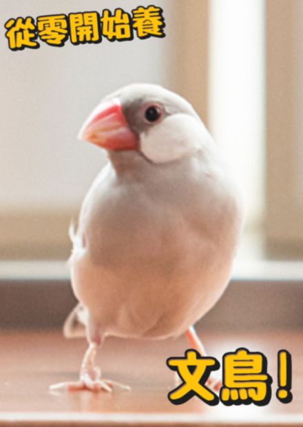 【從零開始養】文鳥!洗澡很療癒!會跟主人親親?幫你挖鼻孔?智商高會溜滑板?【許伯簡芝】