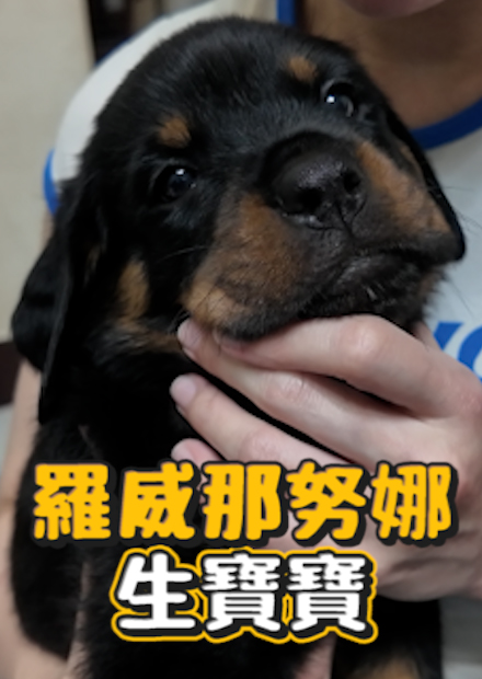 【會員限定】羅威那努娜生寶寶啦! 九隻超萌寶寶如何照顧? 繁殖許可怎麼申請? 寵物友善餐廳開箱!