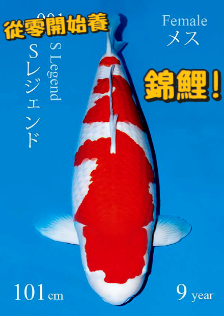 【從零開始養】冠軍錦鯉!價值2億的錦鯉長怎樣?為何這麼貴?台灣錦鯉比賽居然引來世界級選手?究竟前三名的錦鯉是怎麼回事?【許伯簡芝】