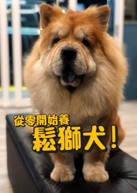 【從零開始養】鬆獅犬!不會拆家?但陌生人靠近可能會攻擊?【許伯簡芝】