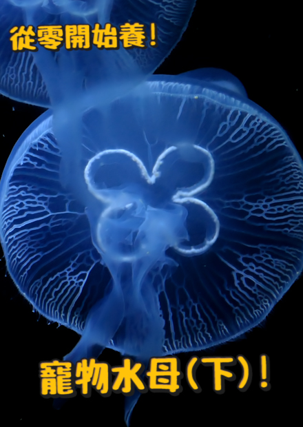 【從零開始養】寵物水母(下)!?歸剛的水母斷掉後會死嗎?水母可以切後復活?世界最毒水母?水母怎麼在家飼養?【許伯簡芝】