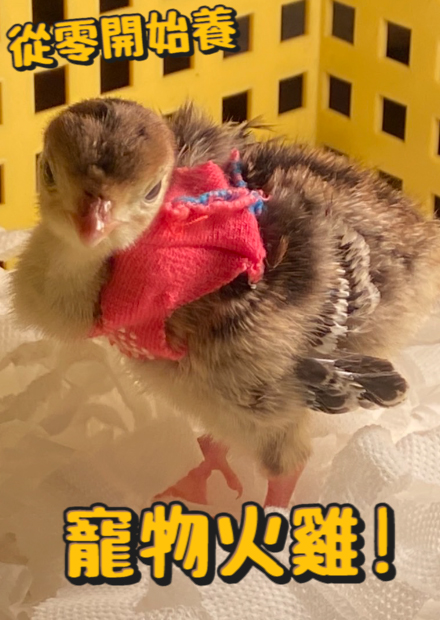 【從零開始養】寵物火雞!火雞很親人?居然愛吃蔥?穿得住尿布?【許伯簡芝】