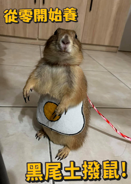 【從零開始養】黑尾土撥鼠!破壞力驚人?擁有超浮誇衣櫃!?【許伯簡芝】