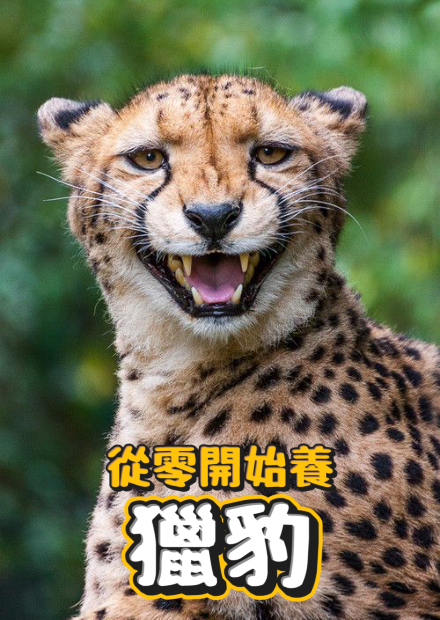 【從零開始養】獵豹!世界上跑最快的動物!可以跟法拉利比? 與花豹美洲豹的不同? 叫聲超萌!根本巨型喵喵! ft.新加坡動物園