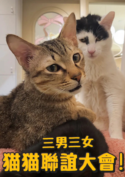 三男三女猫猫聯誼大會!第一屆寵物聯誼!除了可以認養猫還可以認養一段新的戀情?