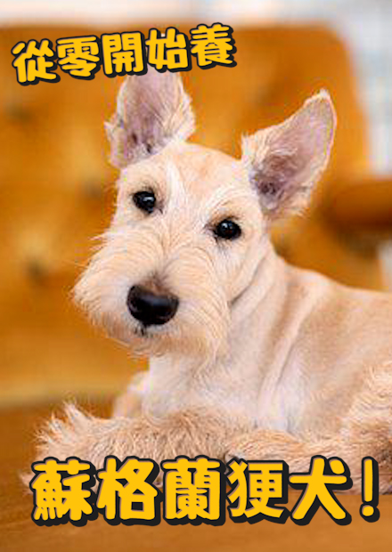 【從零開始養】蘇格蘭犬!常被認成雪納瑞? 為什麼又叫白宮狗? 跟希特勒也有關係? 兇起來超派!?智商排名倒數?【許伯簡芝】