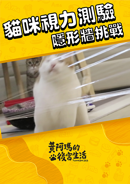 【黃阿瑪的後宮生活】貓視力測驗！隱形牆挑戰！